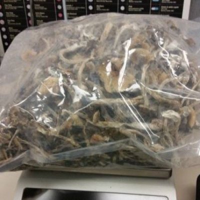 Psilocybin